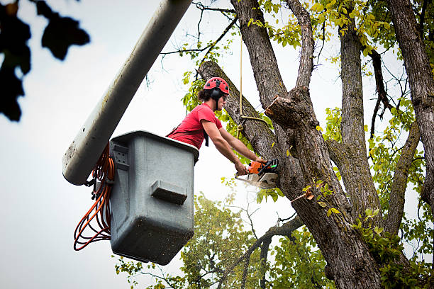 Residential Tree Removal in Temple, GA